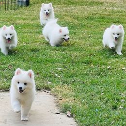 Green Collar Male - White male American Eskimo Dog puppy in Squaw Valley, California from Bear Mountain