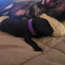 Purple Collar - Black female German Shepherd puppy in Pine Bush, New York from Ahnenwätcher GSD