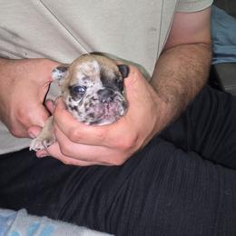Fawn merle boy - Fawn and white male French Bulldog puppy in Summerville, Georgia from R&J Frenchie