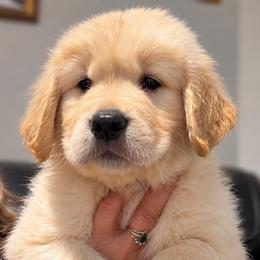Dark Green boy - Golden male Golden Retriever puppy in Fresno, California from Warwick’s Central California Goldens
