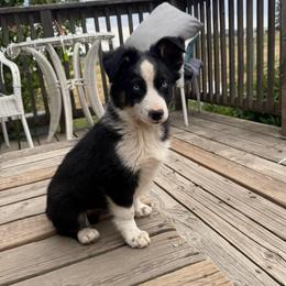Spruce - Black tri male Miniature Australian Shepherd puppy in Medical Lake, Washington from MAS Gone Rogue
