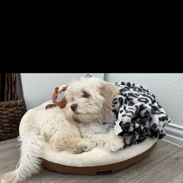 Girl 1 - Havanese puppy in Belleville, Arkansas from Hippiehavs