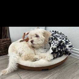 Girl 1 - Havanese puppy in Belleville, Arkansas from Hippiehavs