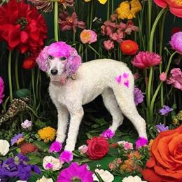 Lucy - Poodle