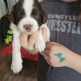 Boy 2 - Liver and white male Brittany puppy in Rhoadesville, Virginia from HOMESCHOOLED BRITTANYS LLC