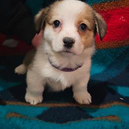 Sleepy - Sable female Pembroke Welsh Corgi puppy in Pilot Rock, Oregon from L2H Corgi's