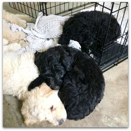 Goldendoodle Puppies from COTTAGE DOODLES