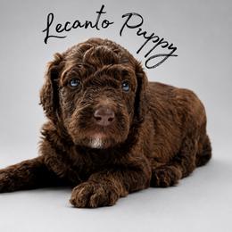 Tairn - Phantom male Poodle puppy in Lecanto, Florida from Lecanto Puppy