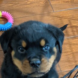 Rottweiler Puppies from Galaxia Rottweilers