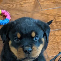 Rottweiler Puppies from Galaxia Rottweilers