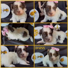 Daisy - AKC - White female Havanese puppy in Verden, Oklahoma from Holcombs Puppy Ranch