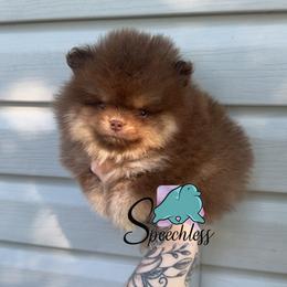 Hades- 3500.00 dollars - Chocolate and tan male Pomeranian puppy in Perry County, Ohio from Speechless Pom’s