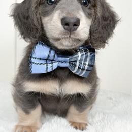 Indigo - Blue and cream male Dachshund puppy in Redding, California from Jean & Mae Doxies