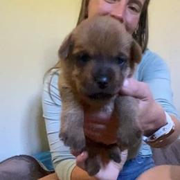 Green Collar Girl - Red female Norfolk Terrier puppy in Bristol, Tennessee from Holston Hollow Farm