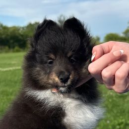 Layla - Black white and tan female Shetland Sheepdog puppy in Indianola, Iowa from Kell Shelties