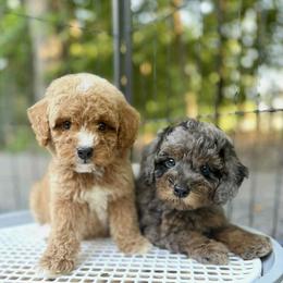 Bernedoodle and Poodle Puppies from Plum Valley Pups