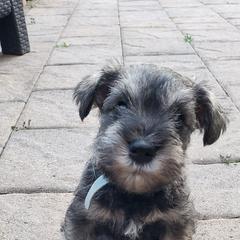 Miniature Schnauzer Puppies from LUXE'S PUPS