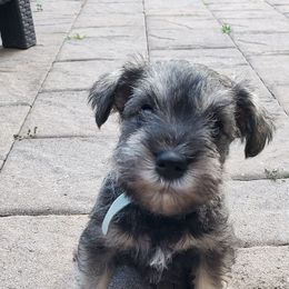 Miniature Schnauzer Puppies from LUXE'S PUPS