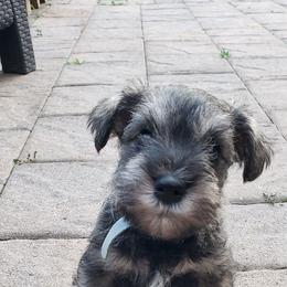 Miniature Schnauzer Puppies from LUXE'S PUPS