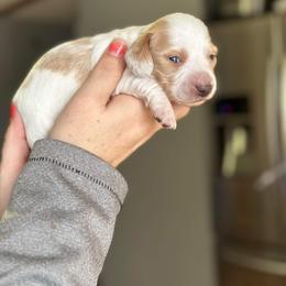 Dachshund Puppies from Rea's Puppies
