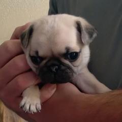 Pug Puppies from adorable pug puppies