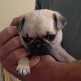 Pug Puppies from adorable pug puppies