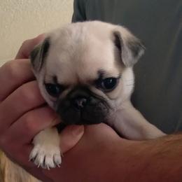 Pug Puppies from adorable pug puppies