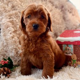Mistletoe - Red  female Goldendoodle puppy in Oxford, Pennsylvania from FriendlyPals