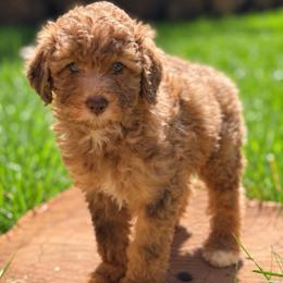 Bunny - Merle female Goldendoodle puppy in Pollock Pines, California from Penny Lane’s Doodles