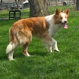 Tenno - Border Collie
