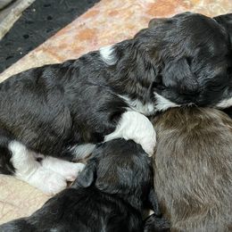 Black and white female toy - Parti female Poodle puppy in Niota, Tennessee from Furbaby Blessing AKC Toy Poodles