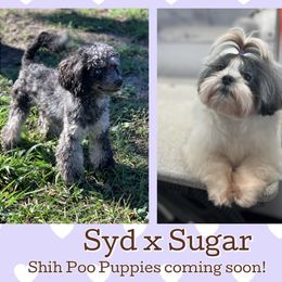 Shihpoo puppies from Enchanting Puppies