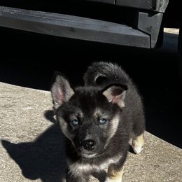 Siberian Husky Puppies from Hargaden Huskies