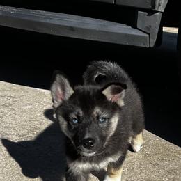 Siberian Husky Puppies from Hargaden Huskies