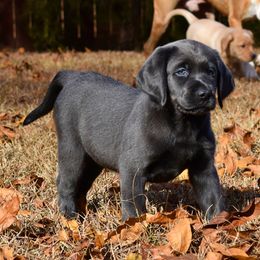 Dilute Retriever Puppies from Wicked Pines Retrievers
