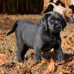Dilute Retriever Puppies from Wicked Pines Retrievers