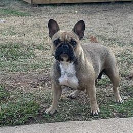 French Bulldogs from Capo