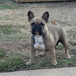 French Bulldogs from Capo