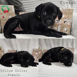 Violet - Black female Labrador Retriever puppy in Boyd, Minnesota from Lindley Labradors