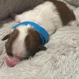 Charlie - Sable and white male Shih Tzu puppy in Sebring, Florida from Amarilys ShihTzus & Poodles