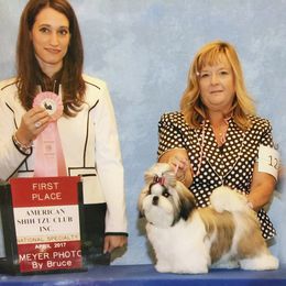 Shih Tzu Puppies from Tian Mi Shih Tzu