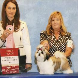 Shih Tzu Puppies from Tian Mi Shih Tzu