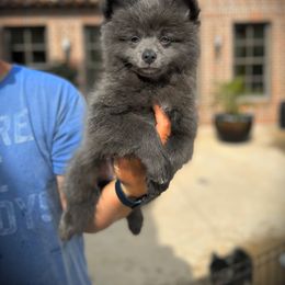 Pomsky Puppies from Ponderosa Pomskies