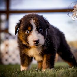 Kitty - Black tri-color female Australian Shepherd puppy in Buena Vista, Colorado from Wigglebutts Unlimited