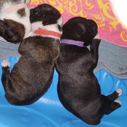 Boxer Puppies from BUTTERFLYS BOXERS