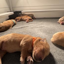 Golden Retriever Puppies from Pura Vida Golden Retrievers