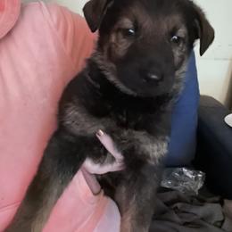 Dachshund and German Shepherd Puppies from Illyria Dox & GSD