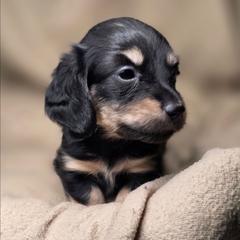 Mary Jane-AKC - Black and cream female Dachshund puppy in Tucson, Arizona from Crowned Doxies
