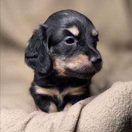 Mary Jane-AKC - Black and cream female Dachshund puppy in Tucson, Arizona from Crowned Doxies
