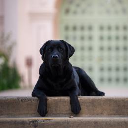 Maddie - Black female Labrador Retriever puppy in Menifee, California from The Golden Leash Kennels